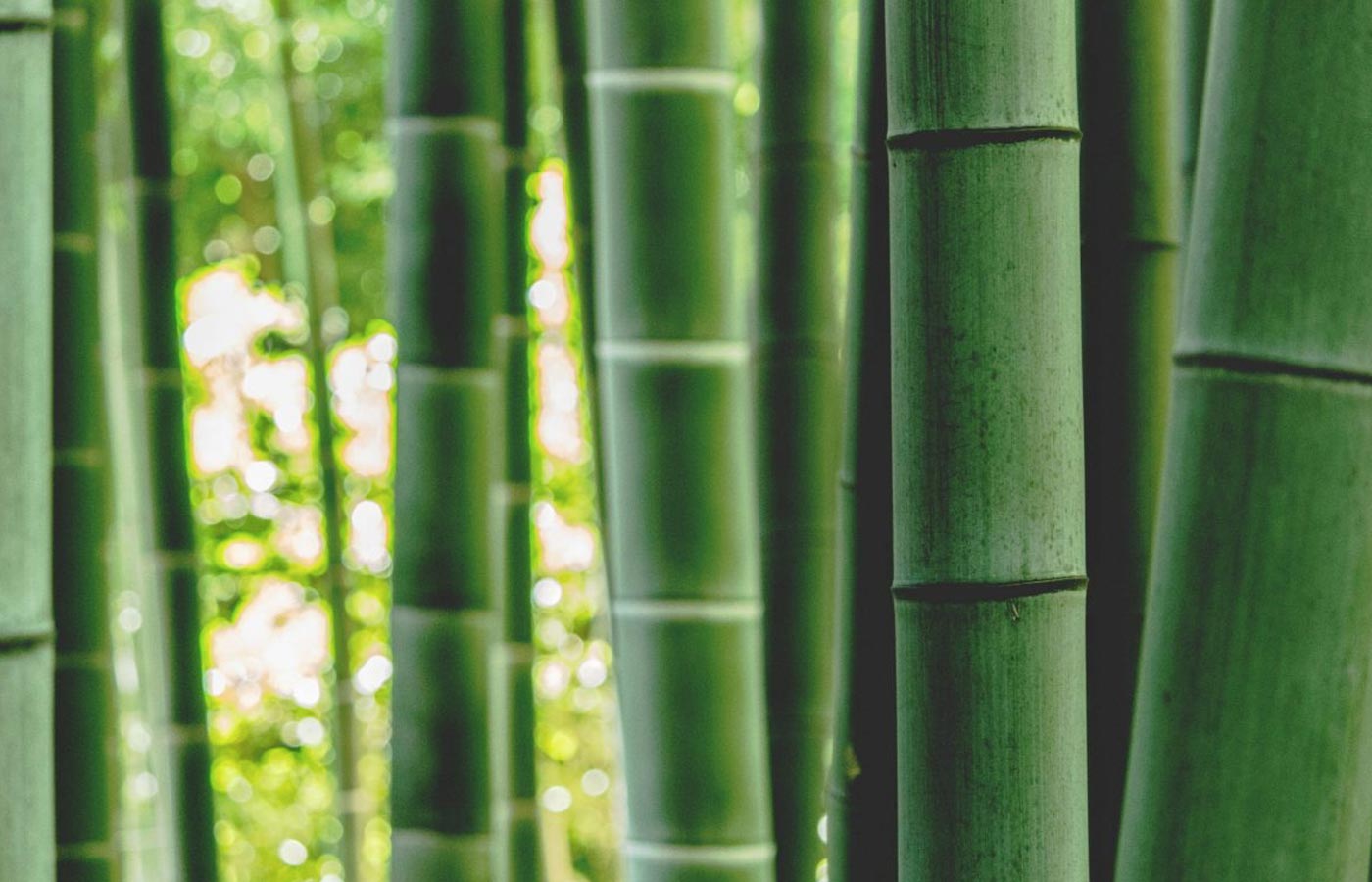 Lo que no sabías sobre el parquet de bambú